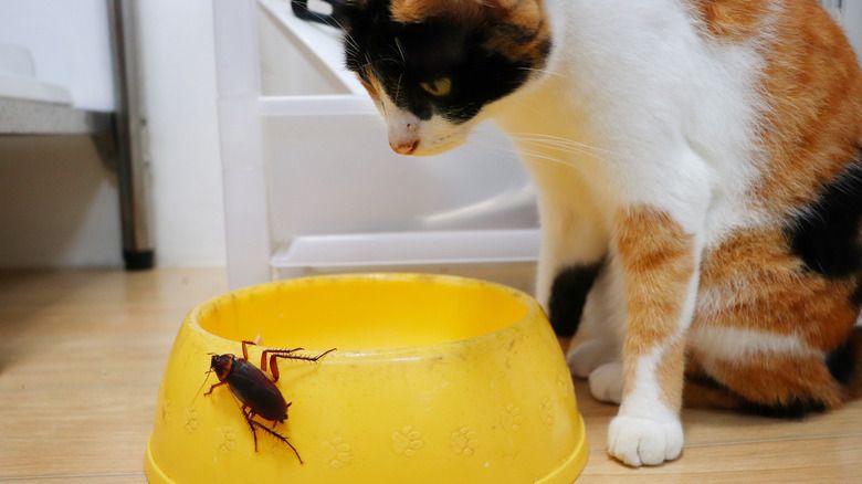 roaches gathered around a bowl of cat food.