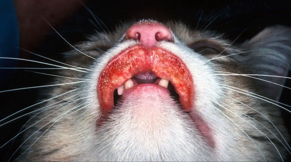 rodent ulcers are not contagious between cats