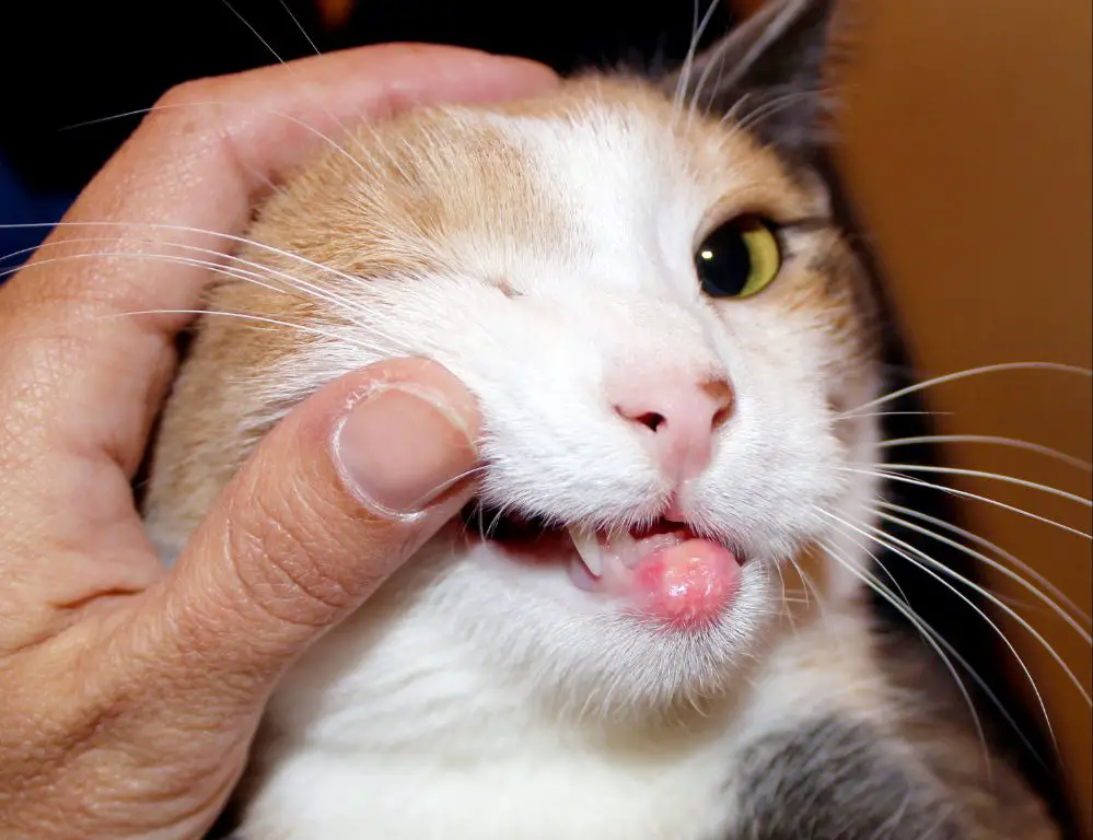 rodent ulcers are not contagious from cats to humans