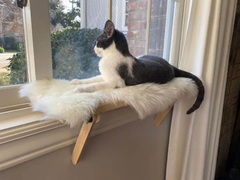 safety tips for installing cat window perch