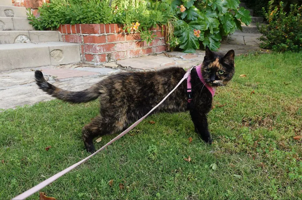 safety tips for walking a cat