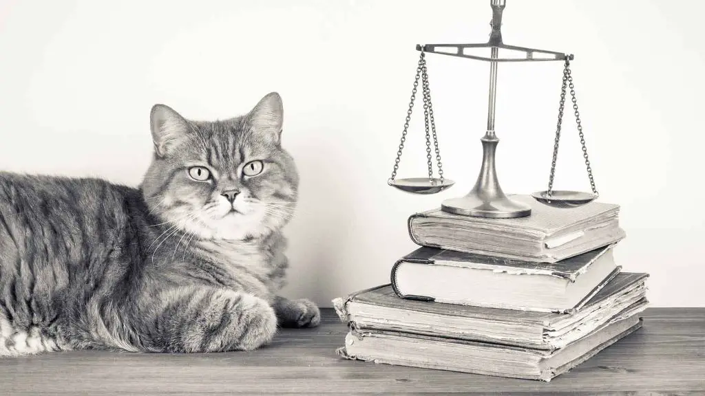 scales of justice and legal books