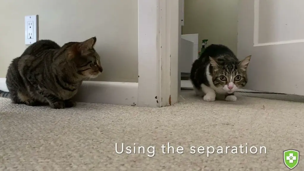 separating fighting cats