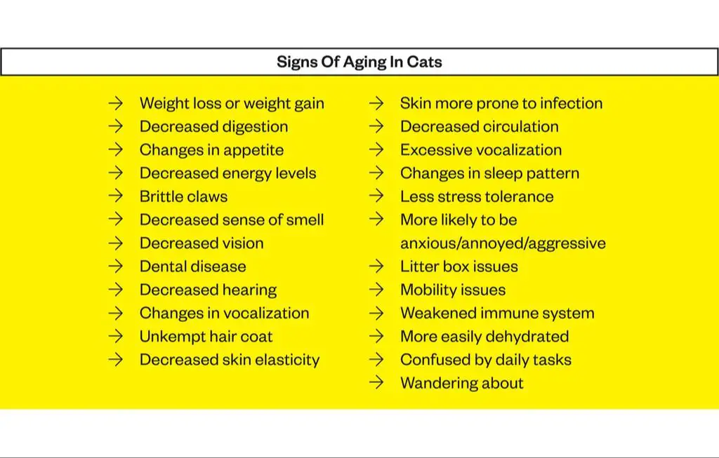 signs of aging in cats