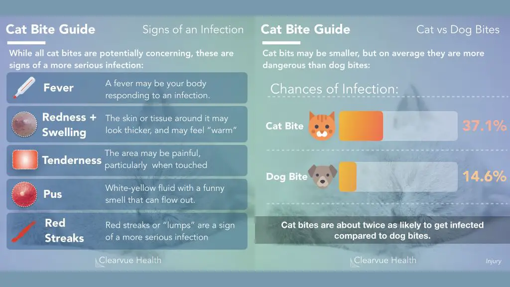 signs of an infected cat bite