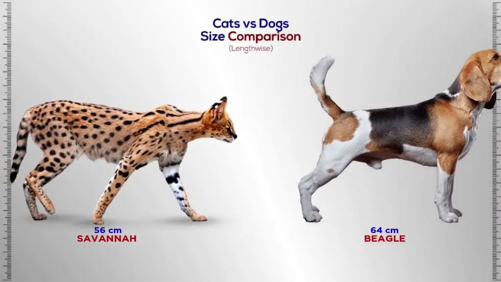 size difference between cats and dogs