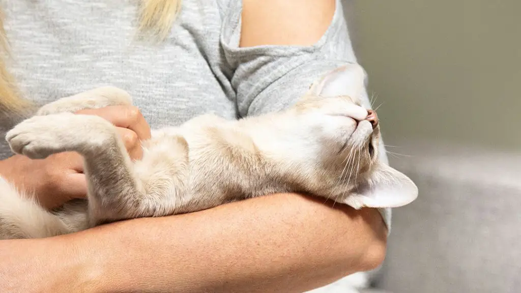 small study found cat purrs may reduce human pain and anxiety