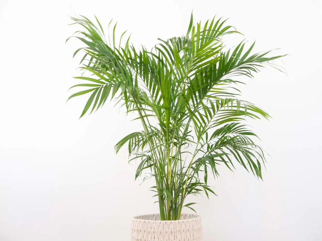 some great cat-friendly houseplant alternatives to cat palms