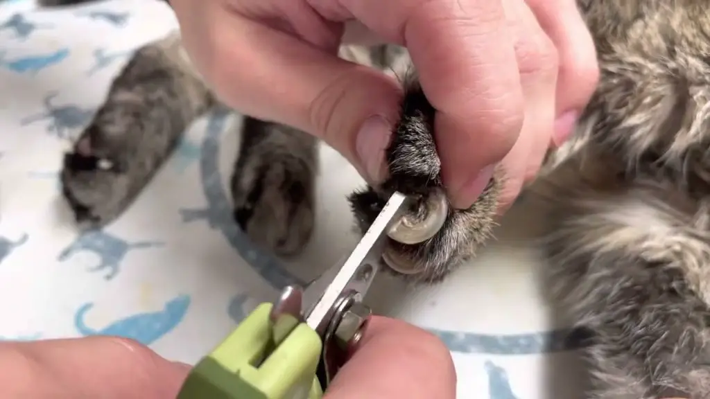 someone trimming a cat's overgrown nails