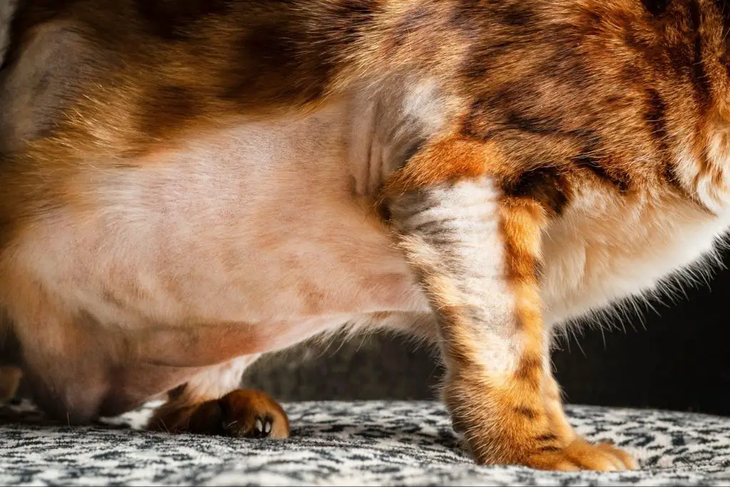 stressed out cat overgrooming itself