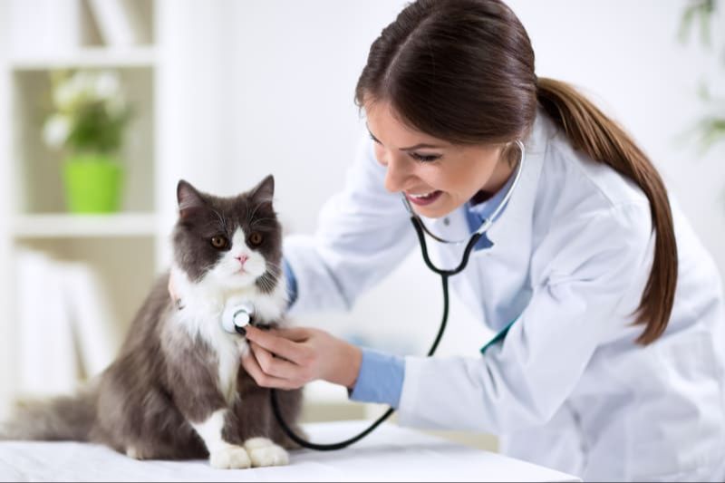 taking a cat to the veterinarian for checkup