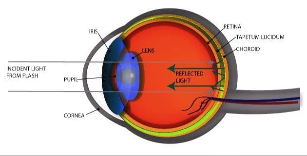 tapetum lucidum layer reflects light back through retina