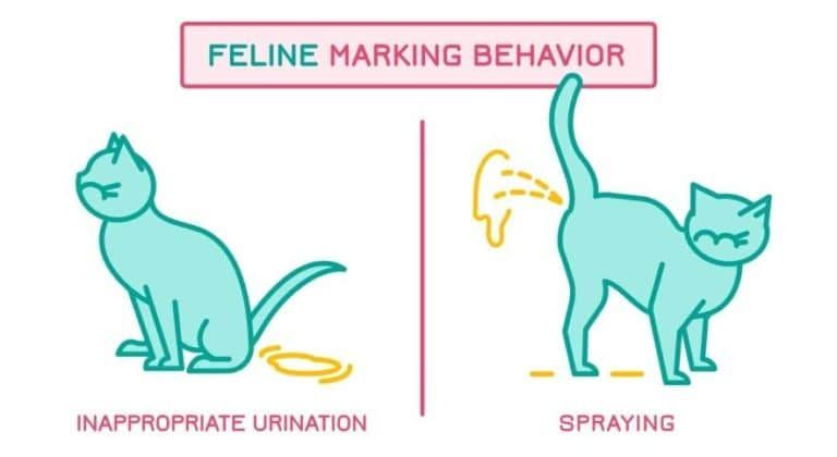 territory marking behaviors can cause smelly urine odors