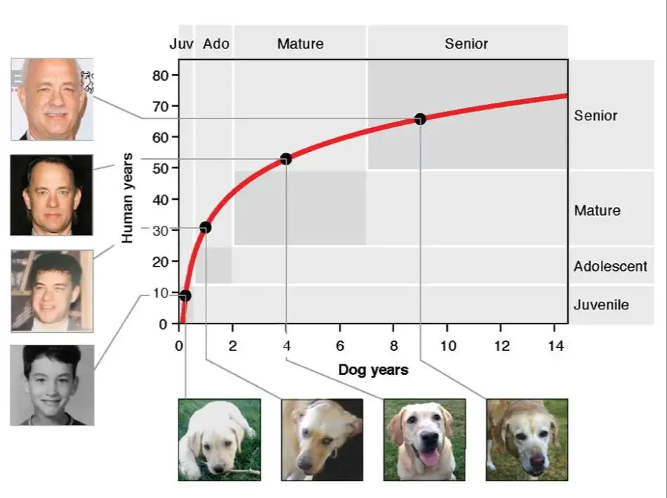 the 1:7 dog to human year ratio captures how dogs age faster but lacks scientific basis.