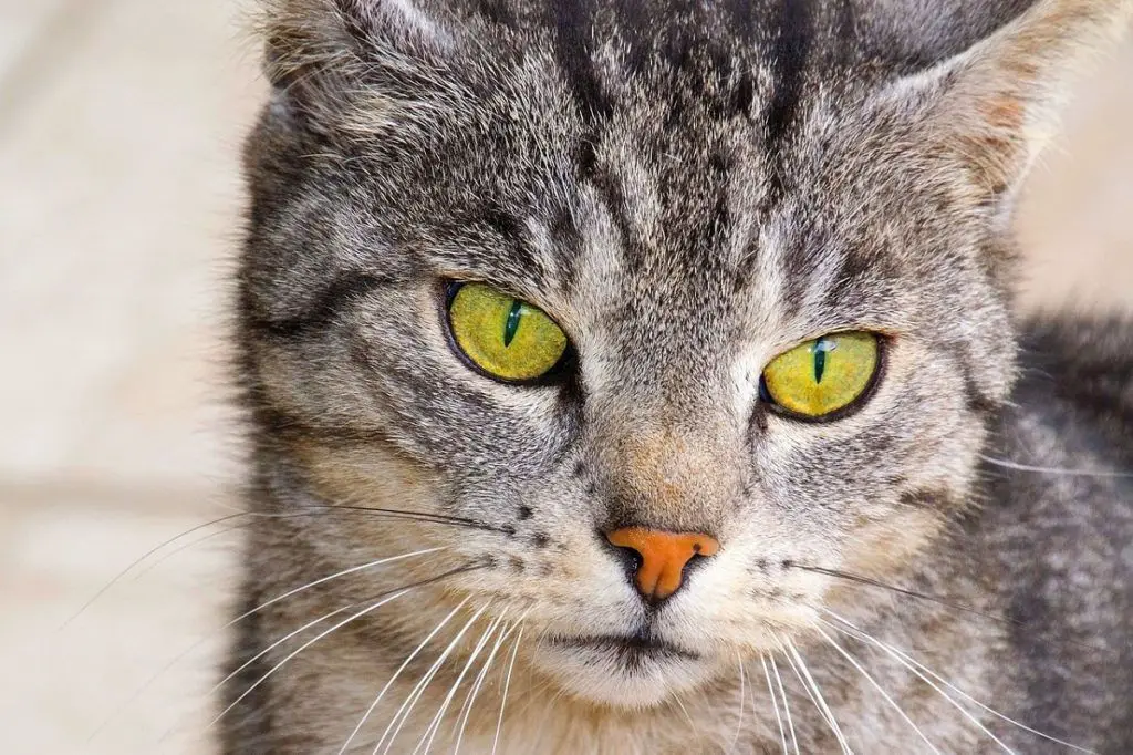 the myth can negatively impact senior cat care; average lifespan is 15-20 years.