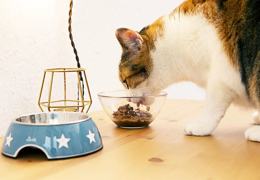 timing and access factors for cats eating owners