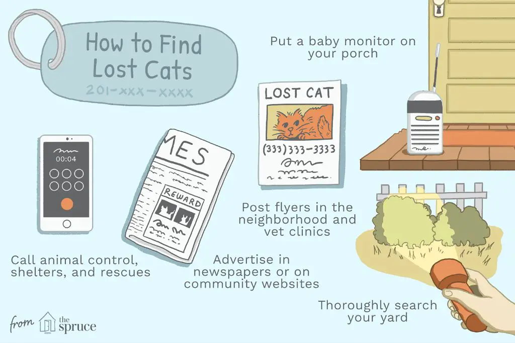 tips for finding lost cat