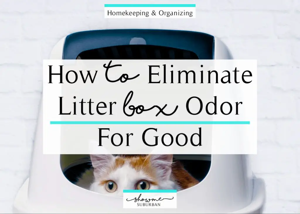 tips to help reduce litter box odor
