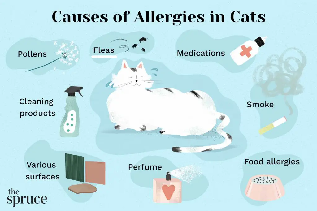 tips to manage cat allergies