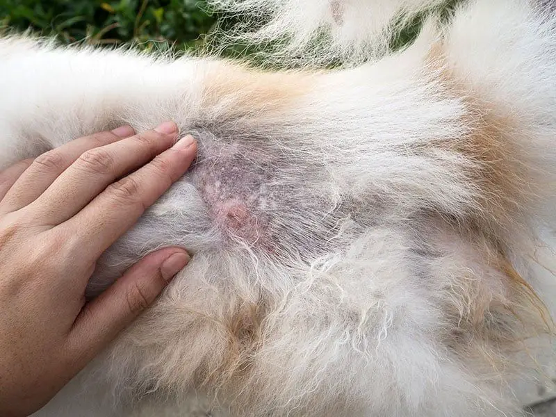 treating flea bites