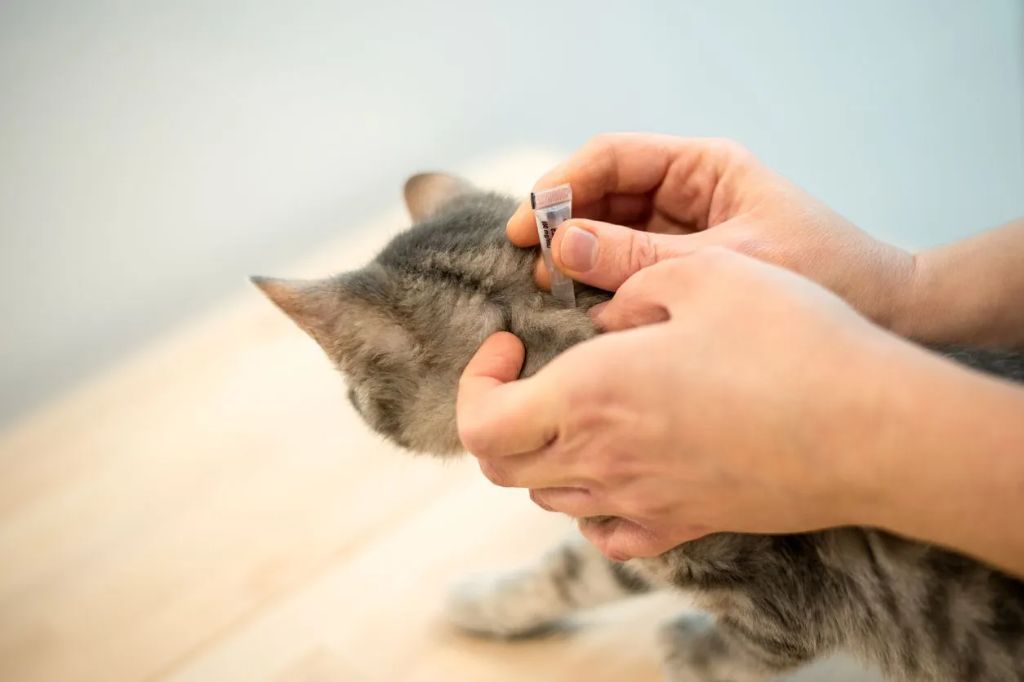 treating fleas requires medicating cat and home environment