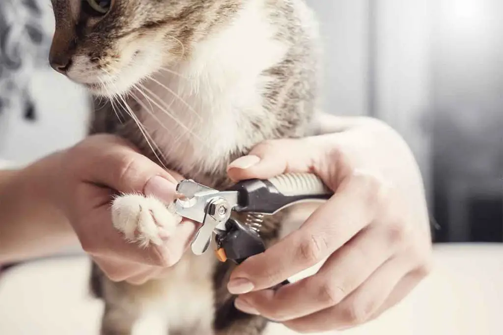 trimming a cat's claws