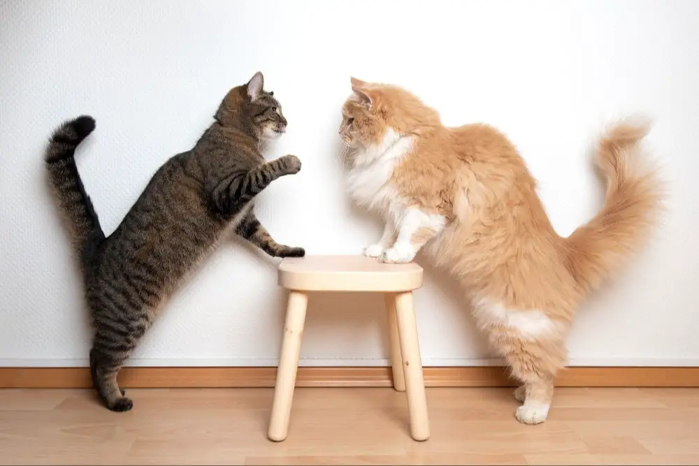 two cats fighting