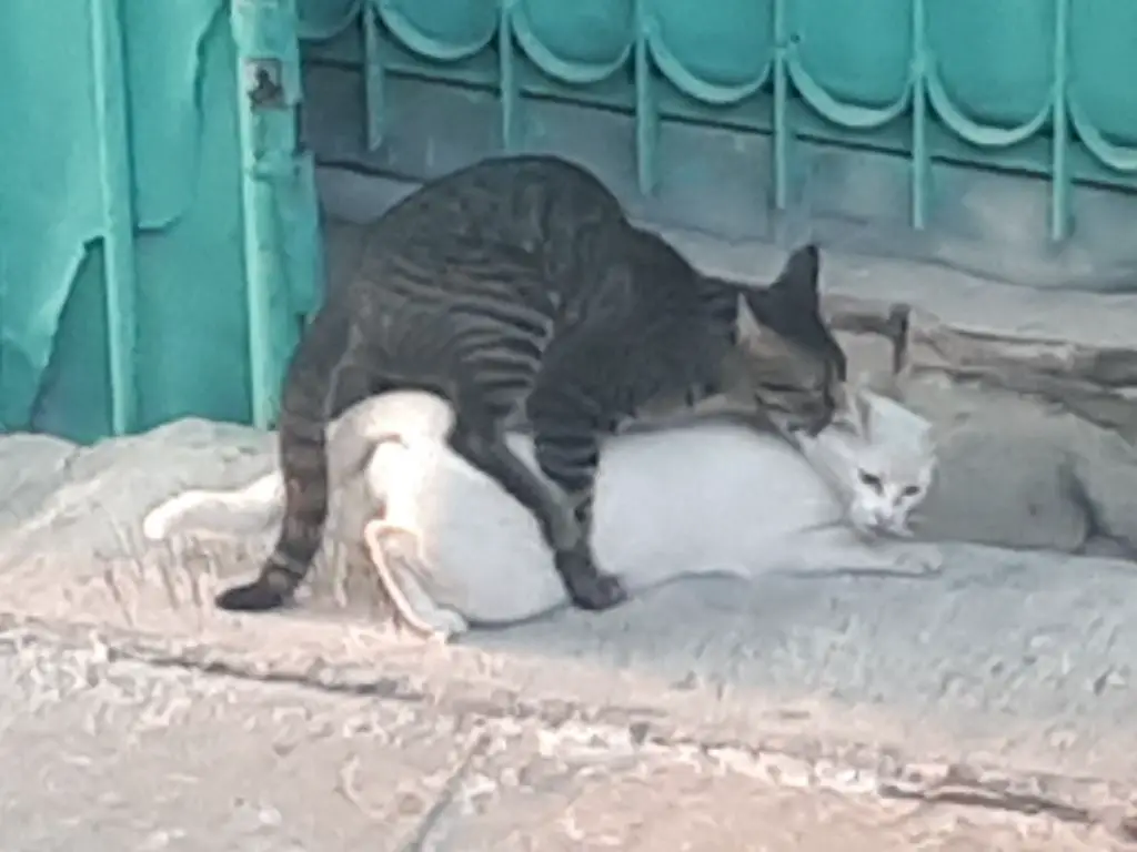 two cats mating