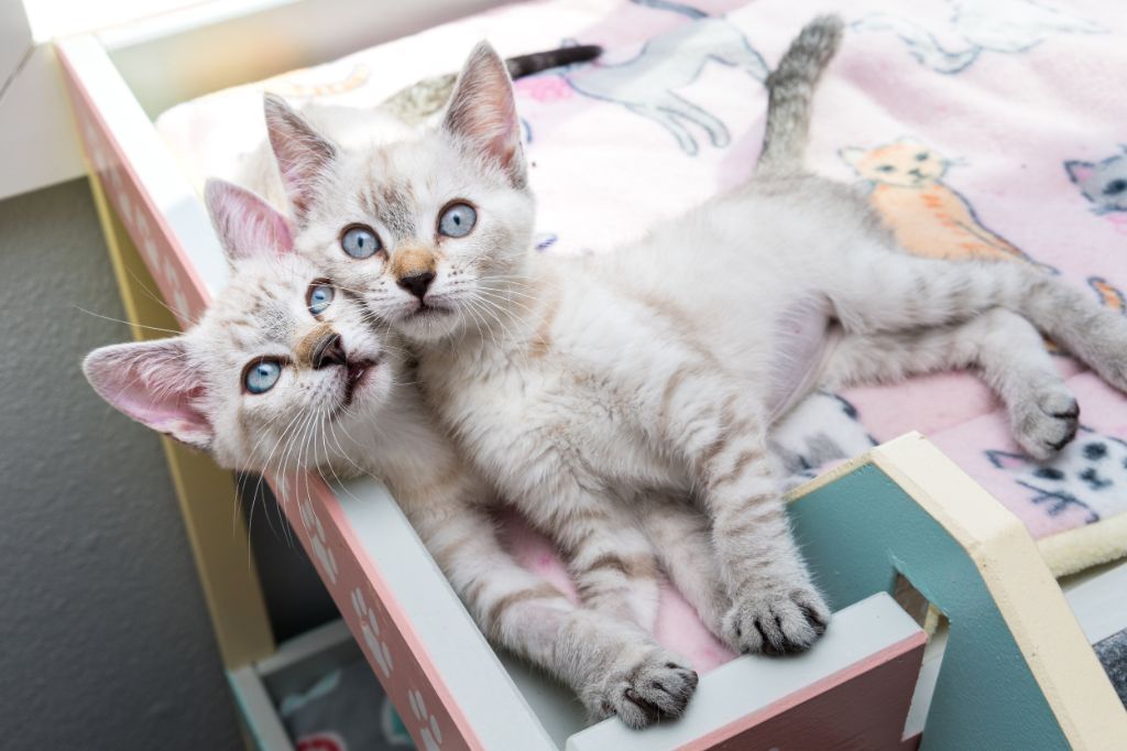two kittens showing faster feline development