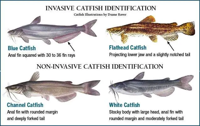 types of catfishing schemes