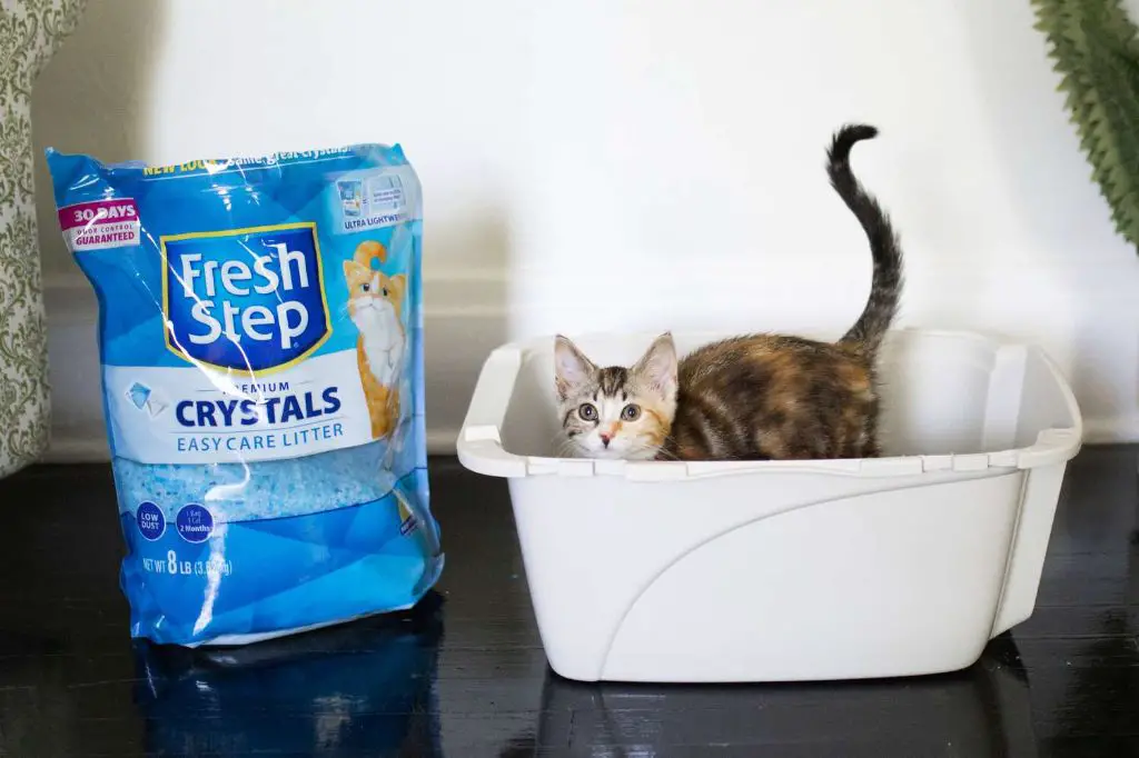 unscented cat litter to prevent allergies