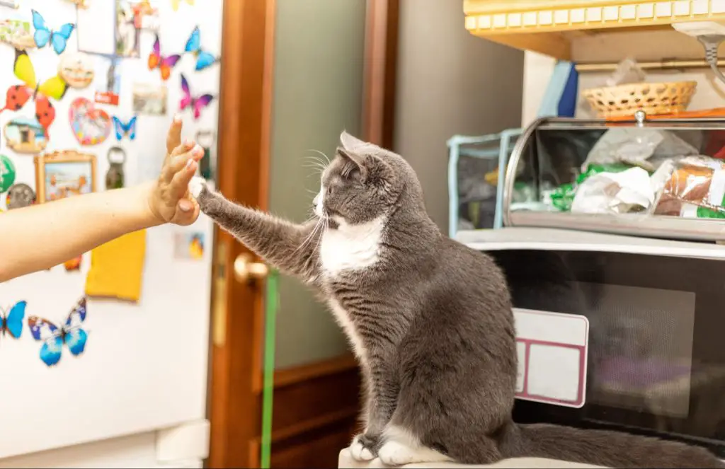 using positive reinforcement to train a service cat