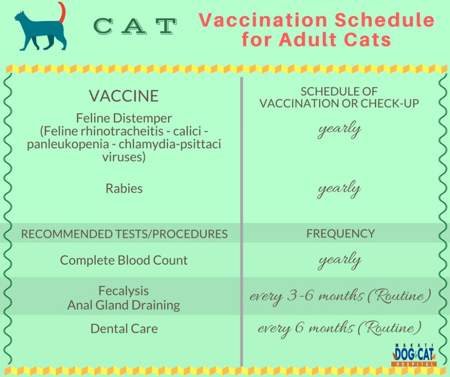 vaccine schedule chart for kittens and adult cats.