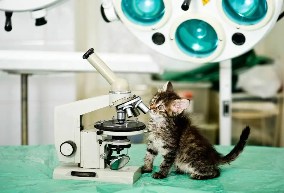 vet examining a cat's skin under a microscope