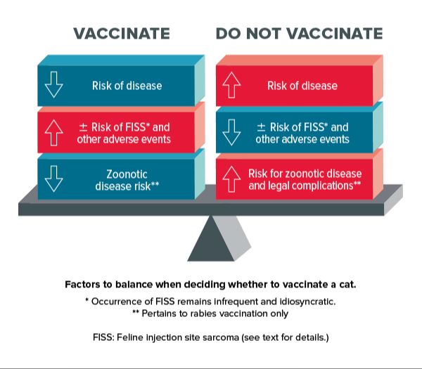 vet reviews help assess risks versus benefits of cat vaccines