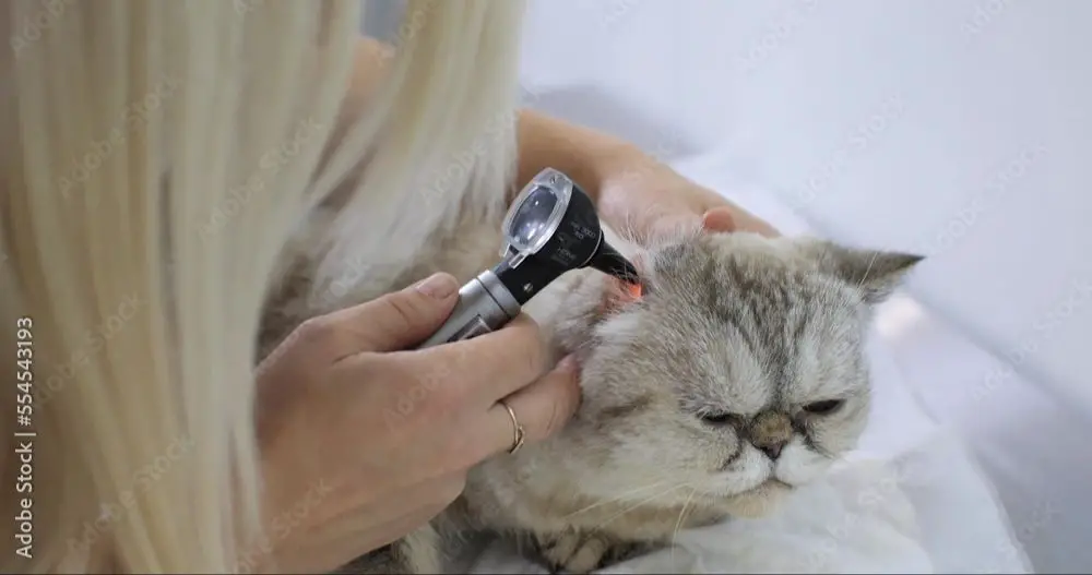 veterinarian examining a cat's ear with an otoscope