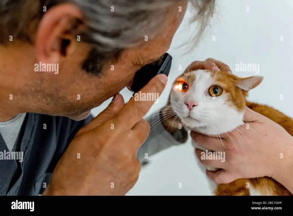 veterinarian examining a cat's eyes