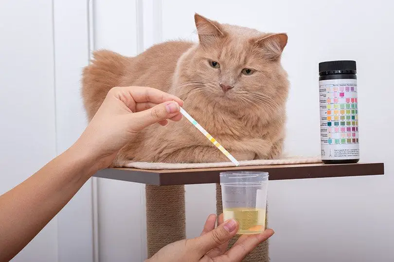 veterinarian performing urinalysis test on cat