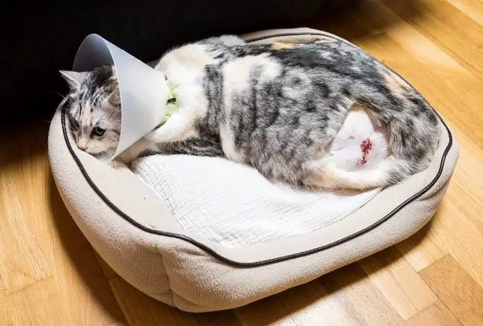 vets treat open cat wounds by flushing, antibiotics, stitches.