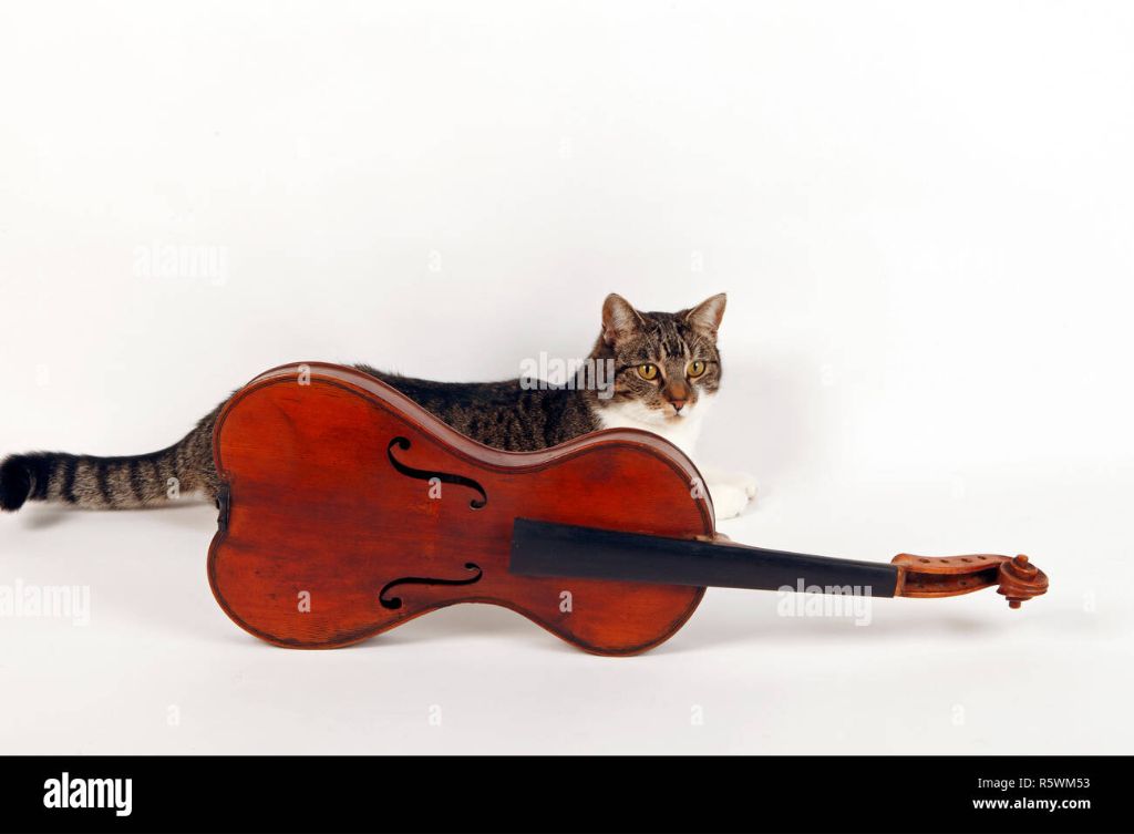 violinist playing instrument with cat gut strings