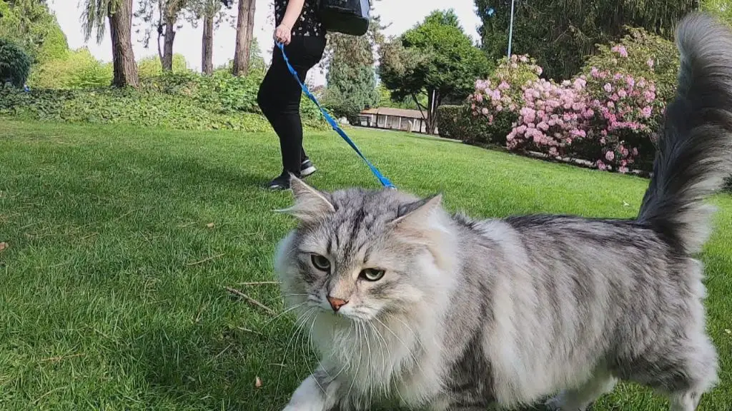 walking a cat outside