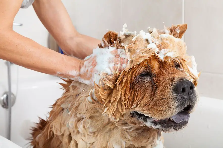 washing dog's face with water after exposure