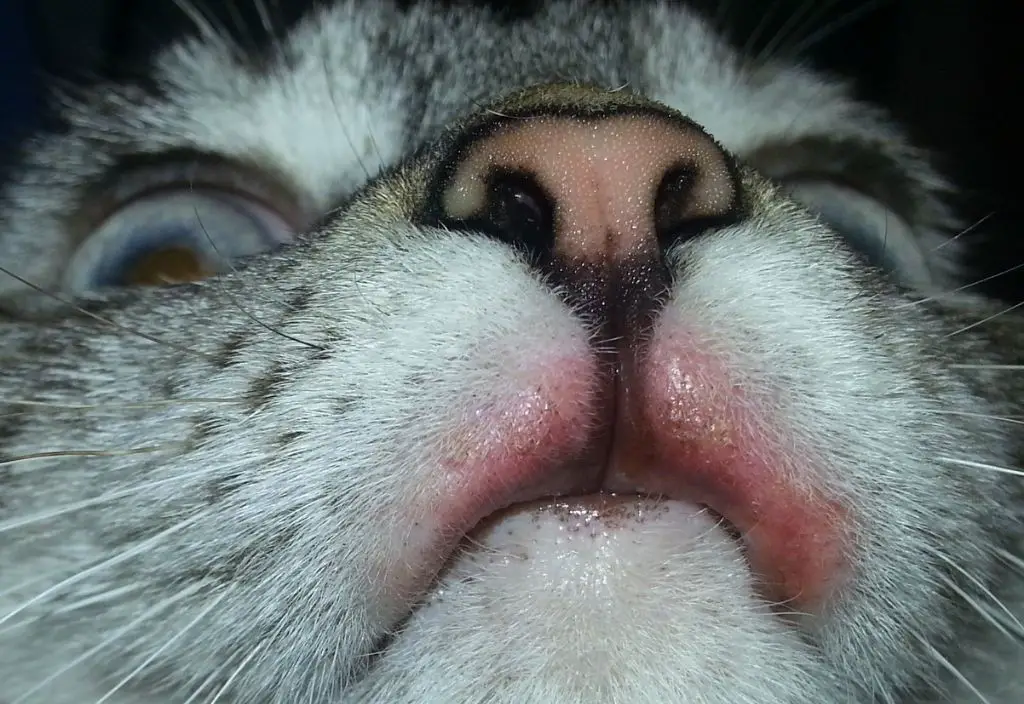 ways to help prevent cats from developing rodent ulcers