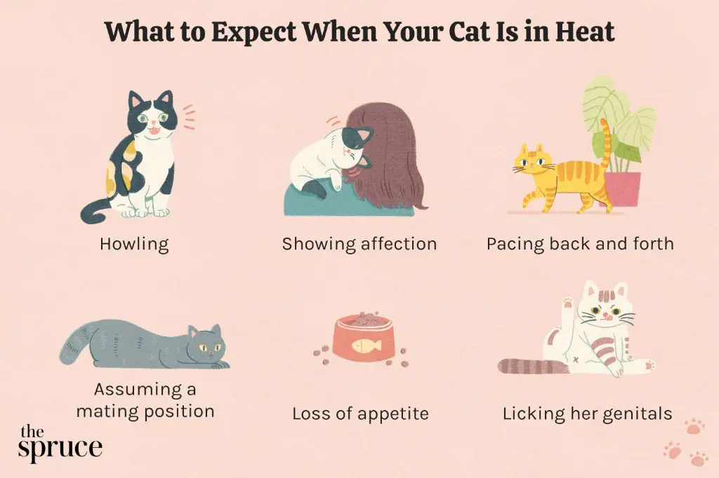 what happens to female cats in heat
