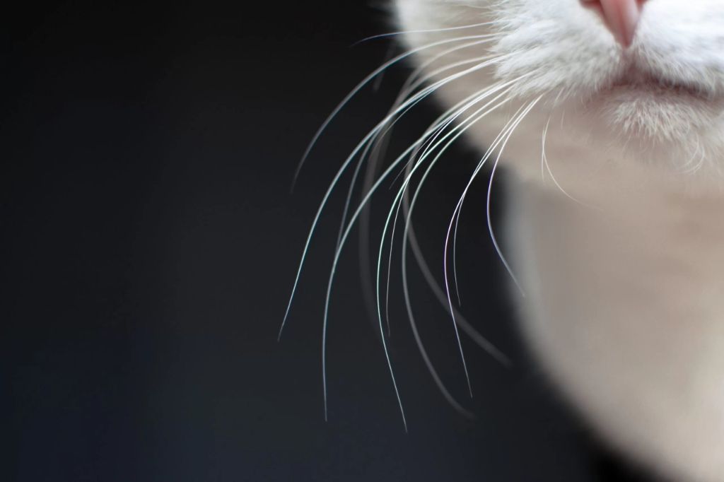 whiskers are made of keratin and emerge from sensory follicle bases 