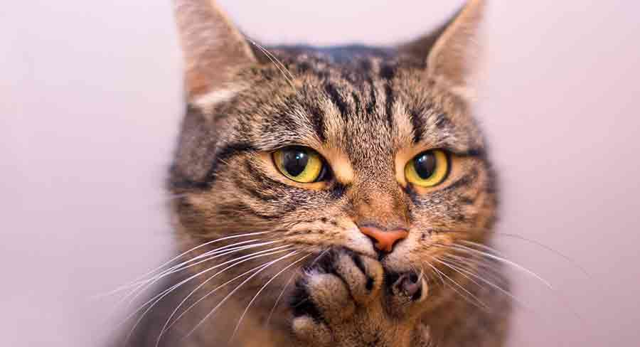 whiskers naturally shed and regrow, trimming them can cause damage