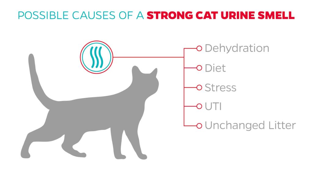 why cat urine contains ammonia