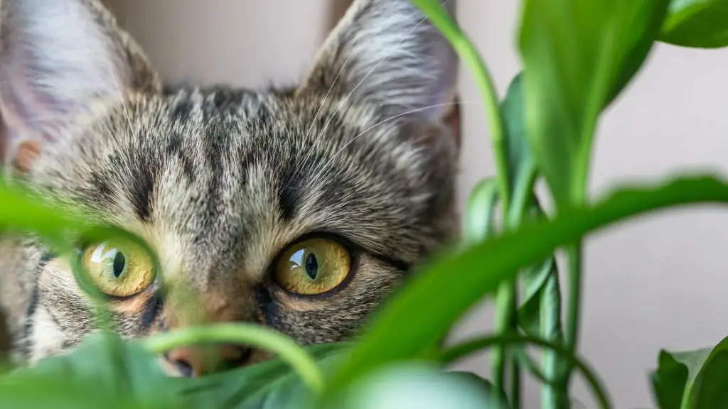 why cat urine harms plants