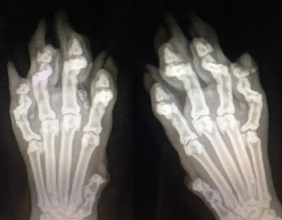 x-ray of a declawed cat's toe