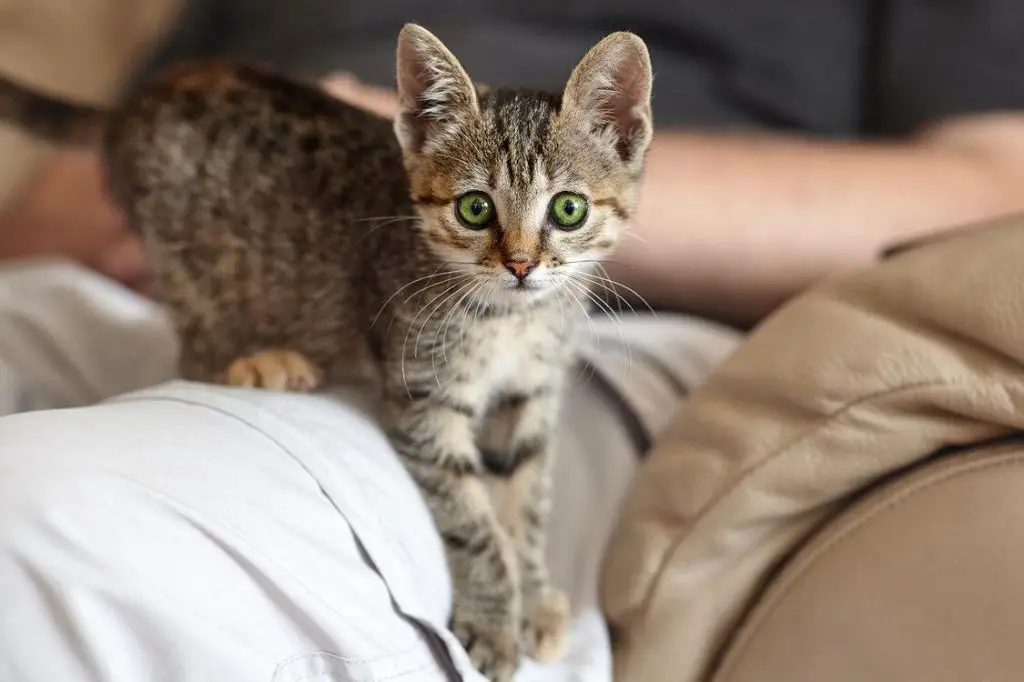 yes, cats can imprint on their human caretakers.